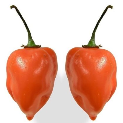 Semințe de ardei iute Adjuma, soiul Habanero Orange - 15 buc.