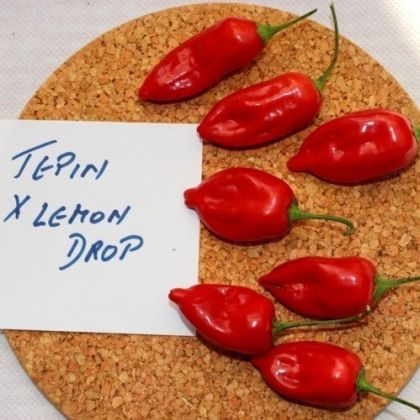 Semințe de ardei iute soiul „Tepin x Lemon Drop” - 10 buc.