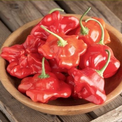 Semințe de ardei iute, soiul „Umbillicatum” - 7 buc.