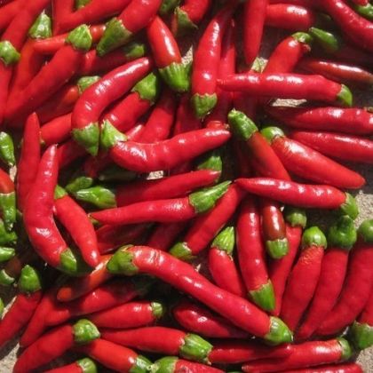 Semințe de ardei iute roșu Hot Demon - 10 buc.