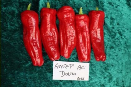 Semințe de ardei iute soiul „Antep Aci Dolma” - 15 buc.