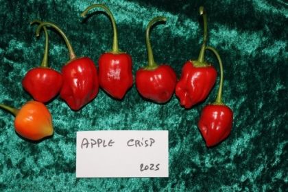 Semințe de ardei iute soiul "Apple Crisp" - 15 buc.
