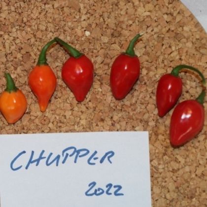 Semințe de ardei iute „Chupper” - 15 buc.