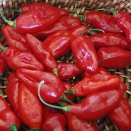 Semințe de ardei iute soiul „Dong Xuan Market” - 15 buc.