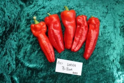 Semințe de ardei iute soiul "Urfa Biber" - 10 buc.