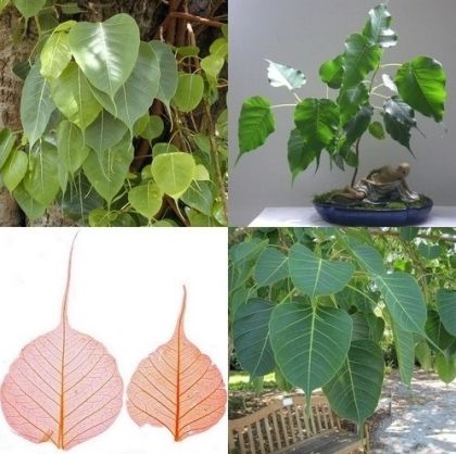Semințe de Ficus sacru (Ficus religiosa) - 2 g.