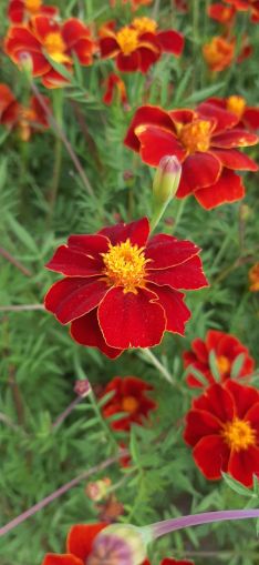 Single French Marigold Flower seeds – 250 pcs. (±) / 1 g