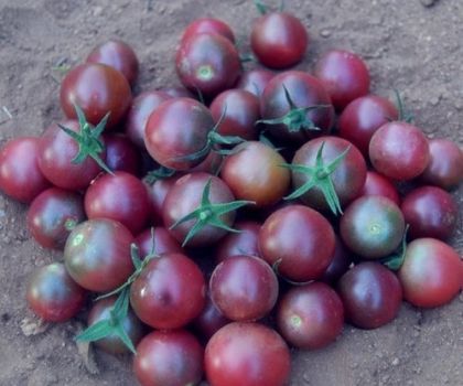 Black Azteca (Negro Azteca) - roșii cherry - 15 semințe