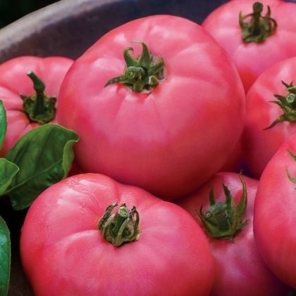 Big Pink F1 - roșii tip friptură de vită - 15 semințe