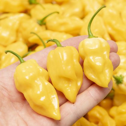 Lămâie Habanero - 15 semințe