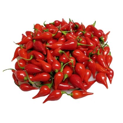 Buton Roșu (Button Red) - 15 semințe
