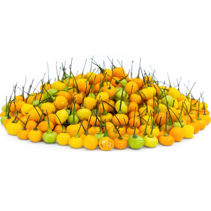 Aji Charapita - 15 semințe