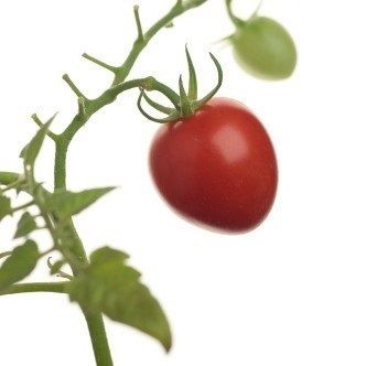 Roșii cherry soiul „ABC Potato-leaf” - 15 semințe