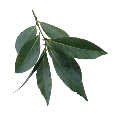 Bay tree seeds (Laurus nobilis) - 5 pcs.