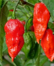 Ardei fantomă (Capsicum chinense - „Bhut Jolokia”) 10 semințe