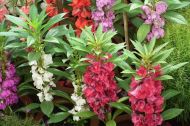 Impatiens balsamina
