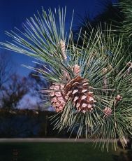 PINUS thunbergii =- 75 seminte 1,5g Pin Negru