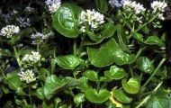 Cochlearia (Cochlearia officinalis) 1g semințe