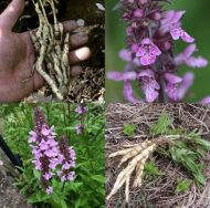 Stachys palustris 1g semințe