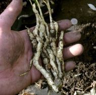 Stachys palustris 1g semințe