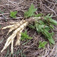 Stachys palustris 1g semințe