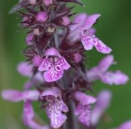 Stachys palustris 1g semințe