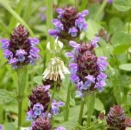 Seminte de Prunella vulgaris 0,2 g / ± 100 buc