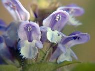 Seminte de Prunella vulgaris 0,2 g / ± 100 buc