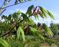 ACER palmatum - 25 de semințe - arțar japonez