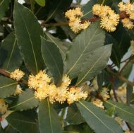Frunza de dafin (Laurus nobilis) - 5semințe