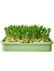 Semințe de mazăre organice - 400 g.