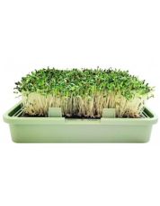 Semințe de lucernă organice - 200 g.