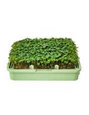 Semințe de broccoli organice - 200 g.