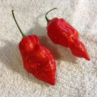 Semințe de soi de ardei iute "Naga Morich" (Naga Morich) 15 buc