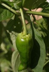 Seminte de ardei iute soiul "Padron" (Pimientos de Padron) 25 buc