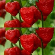 Seminte de ardei iute soi "Trinidad Scorpion Moruga Blend" (Trinidad Scorpion Moruga Blend) 5 buc