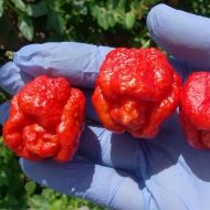 Seminte de ardei iute soi "Trinidad Scorpion Moruga Blend" (Trinidad Scorpion Moruga Blend) 5 buc