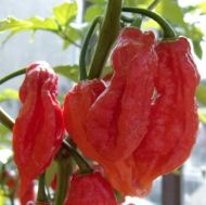 Ardei fantomă (Capsicum chinense - „Bhut Jolokia”) 10 semințe
