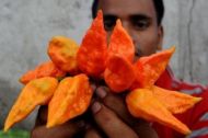 Ardei fantomă (Capsicum chinense - „Bhut Jolokia”) 10 semințe