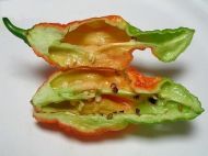 Ardei fantomă (Capsicum chinense - „Bhut Jolokia”) 10 semințe