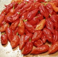 Ardei fantomă (Capsicum chinense - „Bhut Jolokia”) 10 semințe