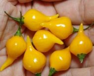 Ardei iute “Biquinho Amarela” (Capsicum chinense) 15 seminte