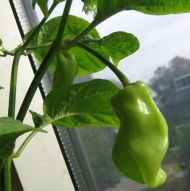 Ardei iute "Madame Jeanette" (Capsicum chinense) 15 seminte