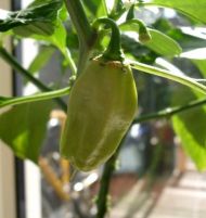 Ardei iute "Madame Jeanette" (Capsicum chinense) 15 seminte