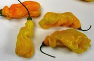 Ardei iute "Madame Jeanette" (Capsicum chinense) 15 seminte