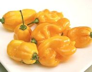 Ardei iute "Madame Jeanette" (Capsicum chinense) 15 seminte