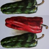 Pepper Dulce de Espaa Doux Espagne Spanish Mamm 90 zaden (0.5 g)