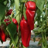 Pepper Dulce de Espaa Doux Espagne Spanish Mamm 90 zaden (0.5 g)