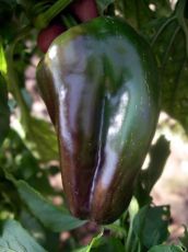 Pepper Dulce de Espaa Doux Espagne Spanish Mamm 90 zaden (0.5 g)