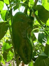Pepper Dulce de Espaa Doux Espagne Spanish Mamm 90 zaden (0.5 g)